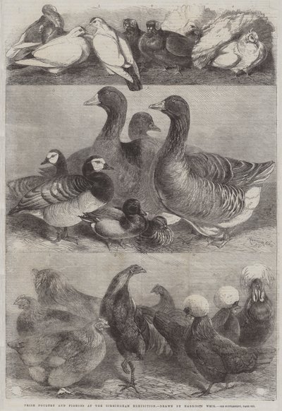 Volaille et pigeons primés à l